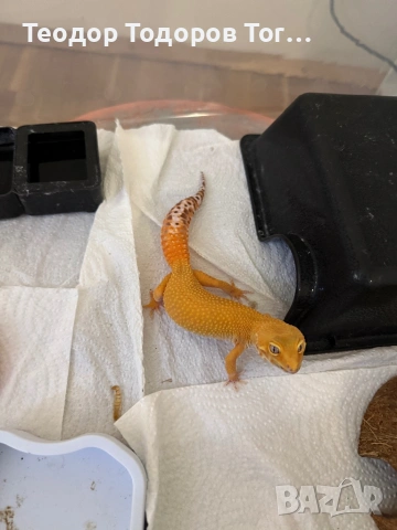 Леопардови Гекони / Leopard Geckos / Eublepharis macularius , снимка 3 - Гекон - 54484406