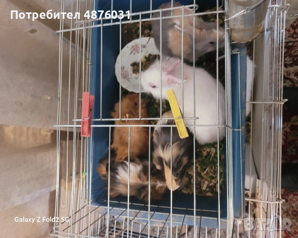 Морски свинчета. 