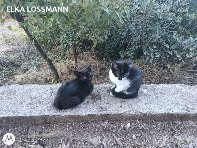 Котенца, снимка 5 - Други - 54059422