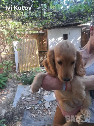 Кокер шпаньол на 3 месеца  
