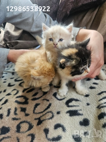 персийски котенца персийска котка , снимка 4 - Други - 54587417