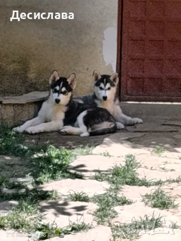 Продавам хъски