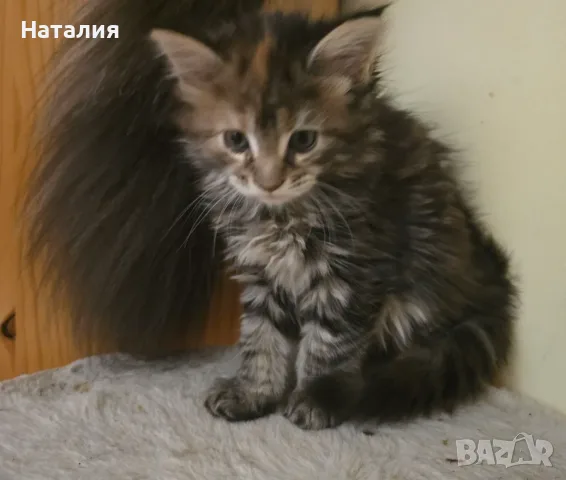 Котенца Мейн Куун