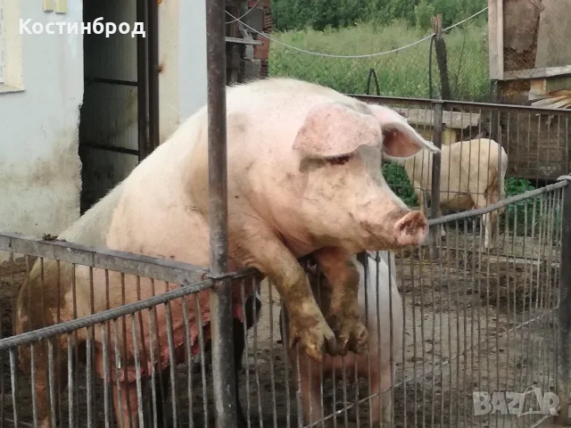 ПРАСЕТА 70 - 100 КИЛА. АКЦИЯ - ОТ 450 ЕВРО.