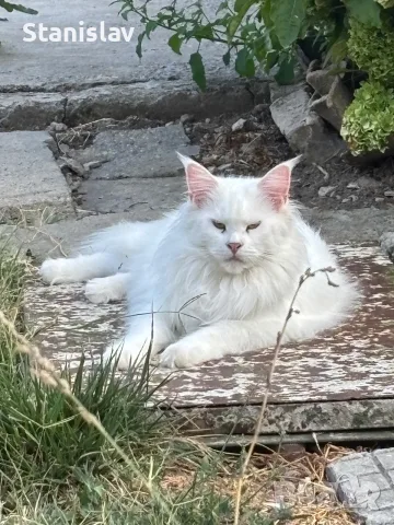 Котенца Мейн Куун, снимка 6 - Мейн кун - 54486305