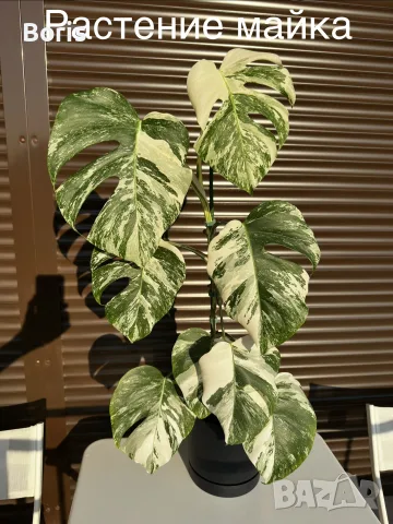 Monstera Albo Variegata (Монстера Албо Вариегата), снимка 2 - Стайни растения - 54804626