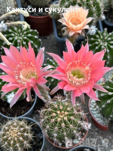Кактус Echinopsis Hybrid прасковено розов цъфток