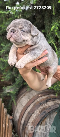 Френски булдог/French Bulldog , снимка 6 - Френски булдог - 54656690