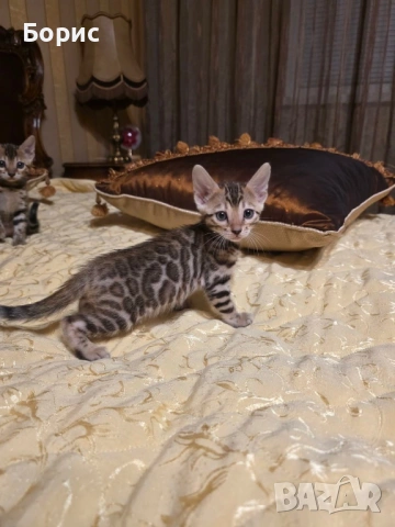 Бенгалска котка, снимка 5 - Бенгалски - 40146006