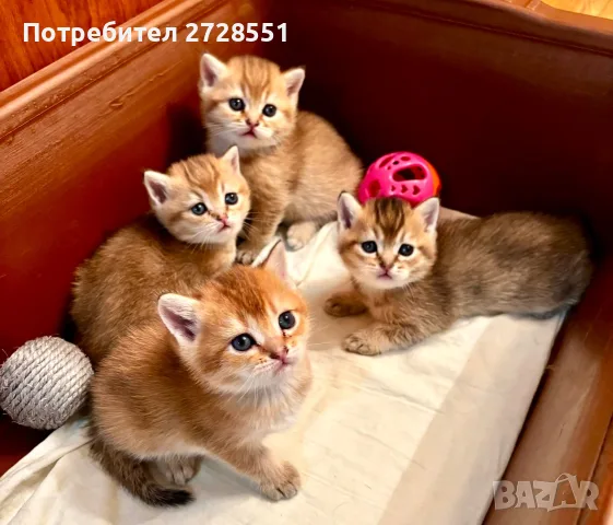 Британска късокосместа порода, 4 златисти котета, котка, домашни любимци, снимка 3 - Британска късокосместа - 55450451