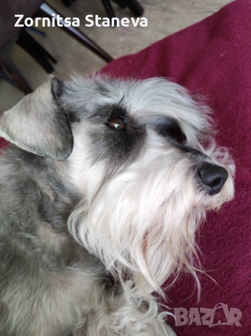 Мини (цверг) шнауцер, снимка 14 - Други - 54016098