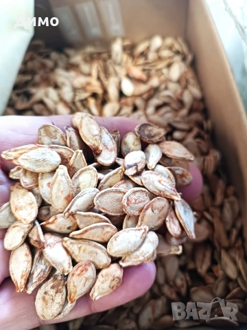 Продавам тиквени семки за садене, снимка 3 - Сортови семена и луковици - 54337234