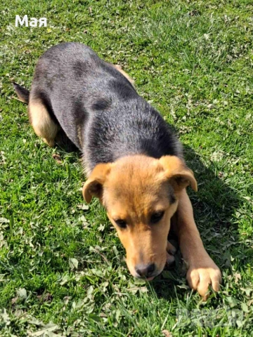 Кученца копойчета, снимка 7 - Други - 52566062