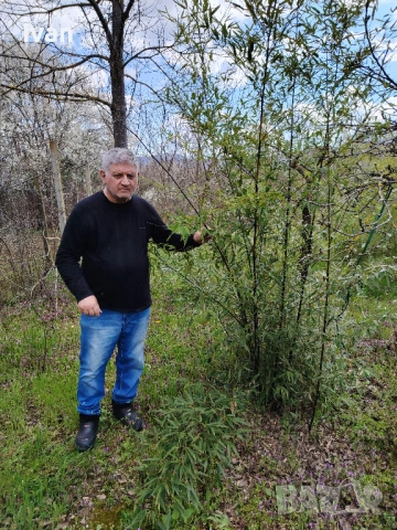 разсад от черен  бамбук
