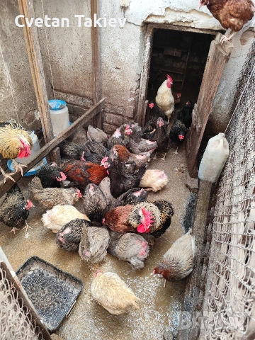 кокошки, ярки и петли изгодно , снимка 11 - Кокошки и пуйки - 48613550