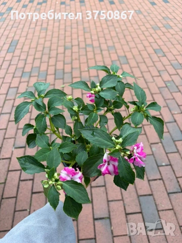 🩷🌿💜 Impatiens walleriana 'Raffael Star Mix' (Циганче / Импатиенс), снимка 10 - Градински цветя и растения - 54733445