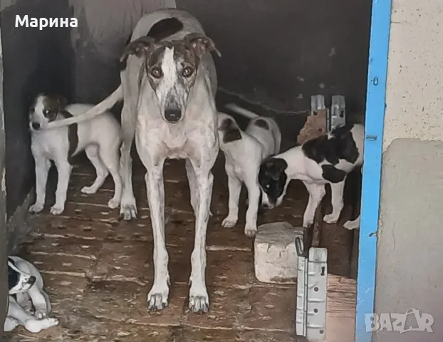 Английски хрътки
