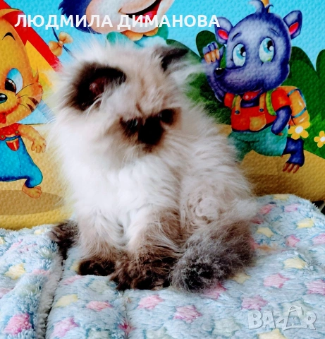 Хималайско момиче , снимка 8 - Персийска - 55159626