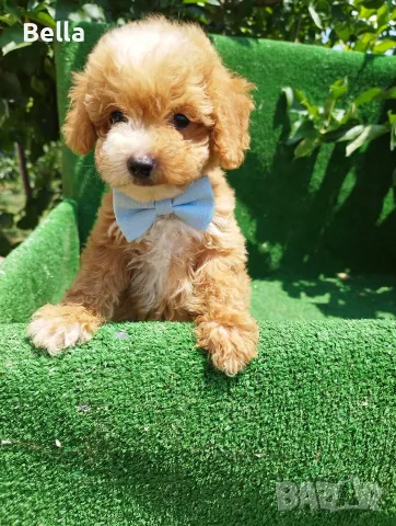Малтипу -Maltipoo, снимка 2 - Пудели - 55479985