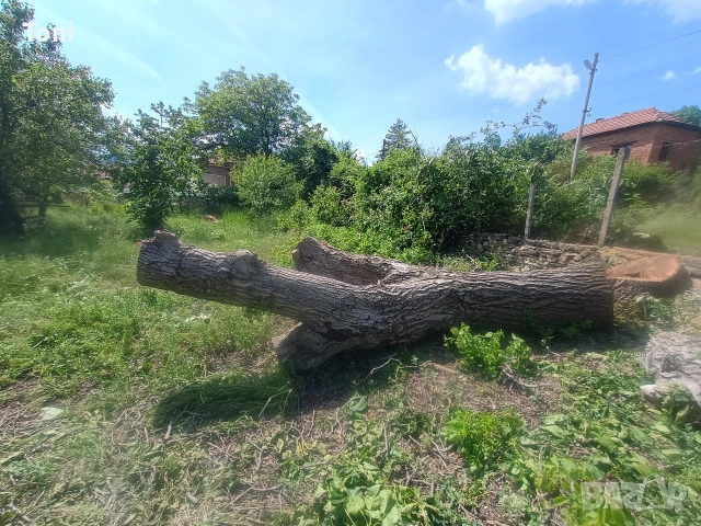 ствол от орех и др., снимка 6 - Други - 54346182