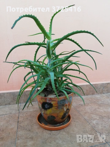 Алое в декоративна саксия