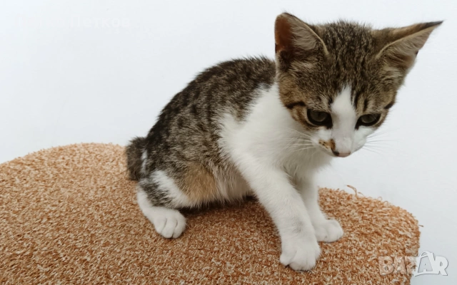Подарявам малко котенце - момченце, снимка 7 - Други - 55231098