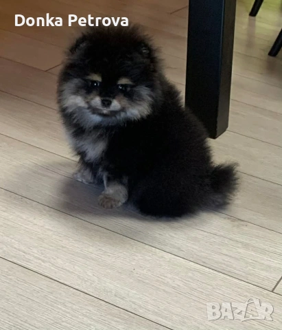 мини померан , снимка 4 - Померан - 54016803