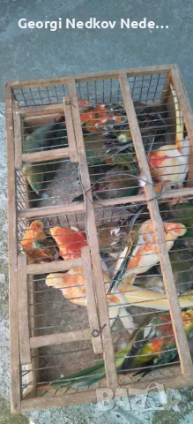 Продавам пойни папагали 