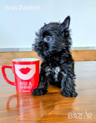 Мини черно момче йорки, снимка 2 - Йоркширски териер - 54325419