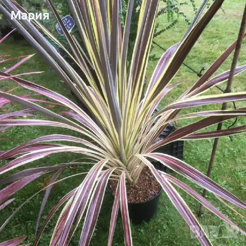 Кордилине неоново зелено/CORDYLINE ELECTRIC FLASH, снимка 4 - Градински цветя и растения - 55318871
