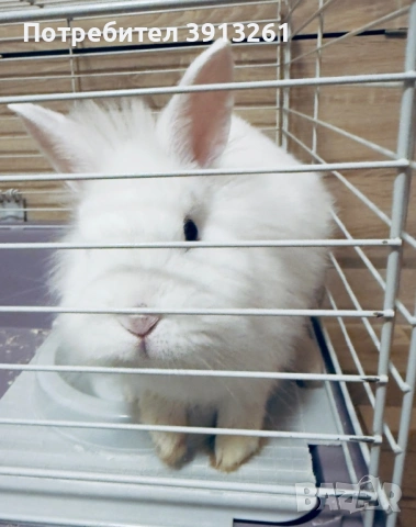 Продавам бяло зайче