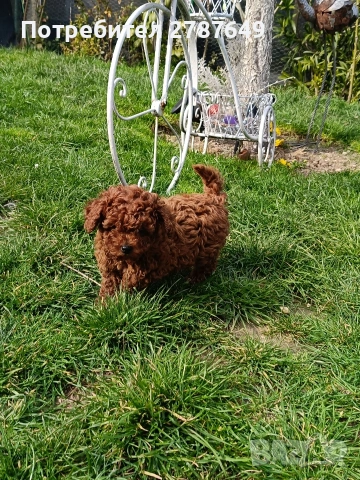 Той пудел момиче, снимка 2 - Пудели - 54066200