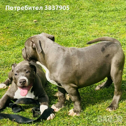 Американско були ХЛ, снимка 4 - Други - 54259017