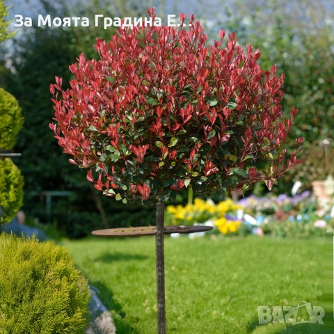 Фотиния - Щамба