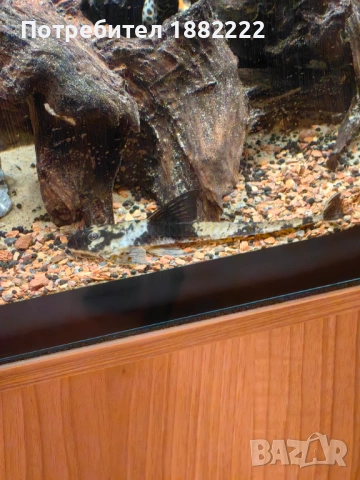 Loricaria sp. Rio Atabapo и L168 pleco