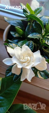 Гардения Gardenia Jasminoides, снимка 7 - Градински цветя и растения - 54782564