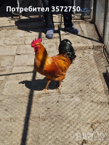 Свободни петли за разплод, снимка 4 - Кокошки и пуйки - 54327939
