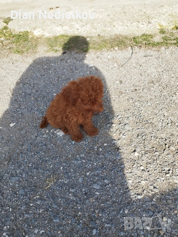 Той пудел родословен ., снимка 4 - Пудели - 53343824