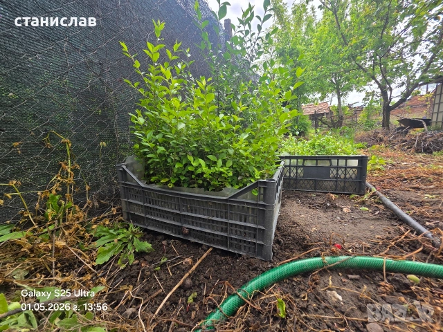 вечнозелен лигуструм , снимка 7 - Градински цветя и растения - 42389977