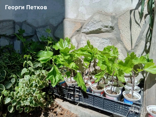 Смокини разсад в кофичка, с височина 25-30см.-4 €/бр., снимка 5 - Градински цветя и растения - 53882518