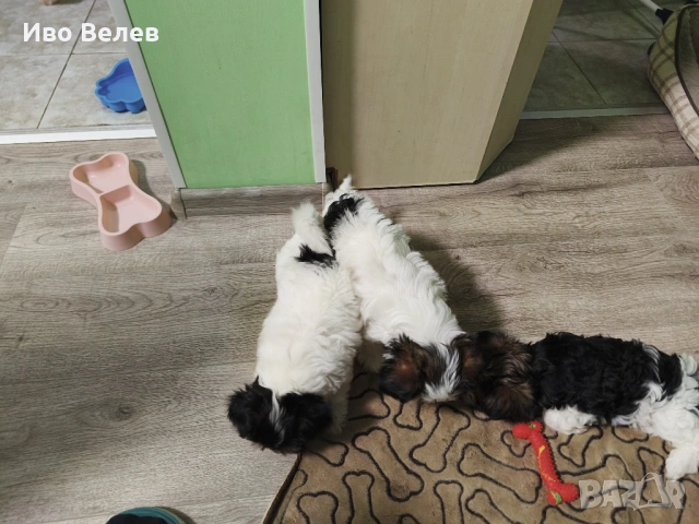 Йорки Йоркширски териер Бивер, снимка 9 - Йоркширски териер - 54351013