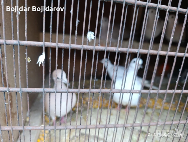 Смеещи гугутки ,скумрийки, снимка 3 - други­ - 54002854