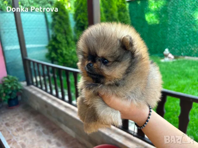 Померанче момиче 