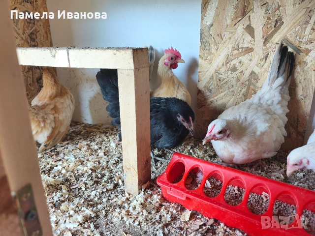 шабо четири ярки с петел , снимка 3 - Кокошки и пуйки - 54797694