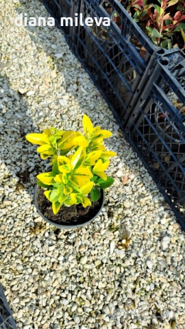 Евонимус Ауреа, Euonymus Japonica Aurea, снимка 11 - Градински цветя и растения - 54458056