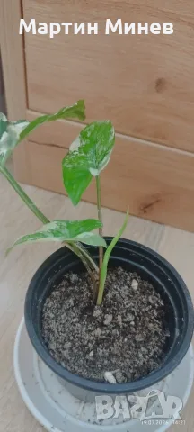 Сингониум (Syngonium) «Imperial White» , снимка 5 - Стайни растения - 54244010