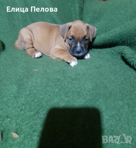 Боксерчета , снимка 3 - Боксер - 54890666
