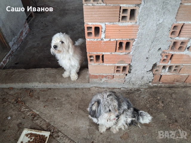 Малтийска болонка, снимка 6 - Болонка - 55057962
