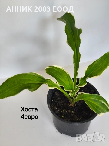 Градински цветя , снимка 13 - Градински цветя и растения - 55055236