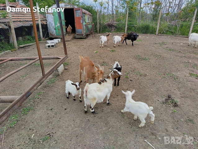 продавам мъжки мини козле холандско джуджета родени през март тази година , снимка 4 - Кози - 54388957